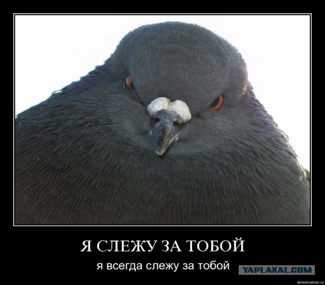 Каждое утро этот бедолага сражается с этой птицей за свою машину