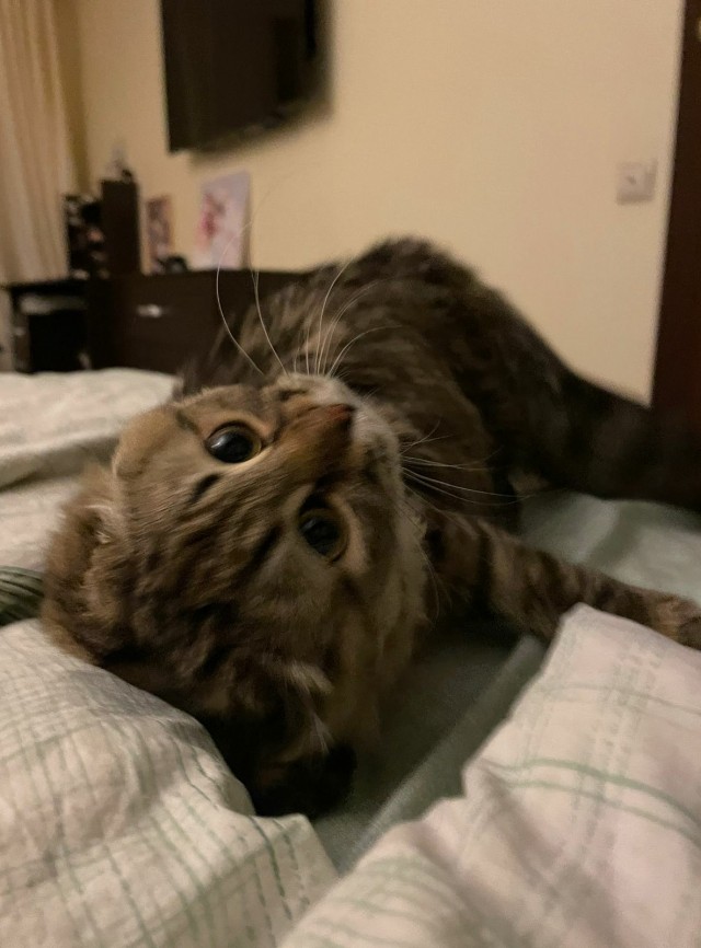 Наша коша