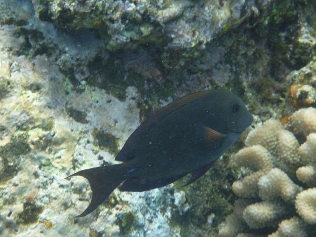 Деревенская Америка