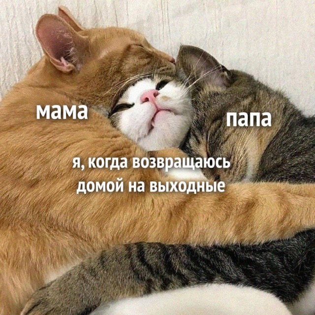 Картинки и мемы, всем хороших выходных