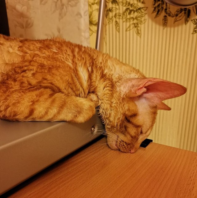 Мой котовторник