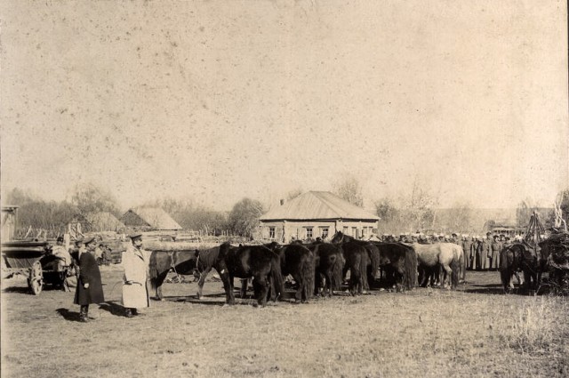 Сибирские казаки на службе и дома. Альбом 1911 года