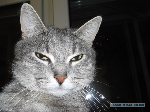 Котовторник  19.03.2013