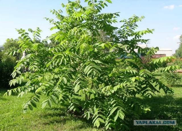 Маньчжурский орех