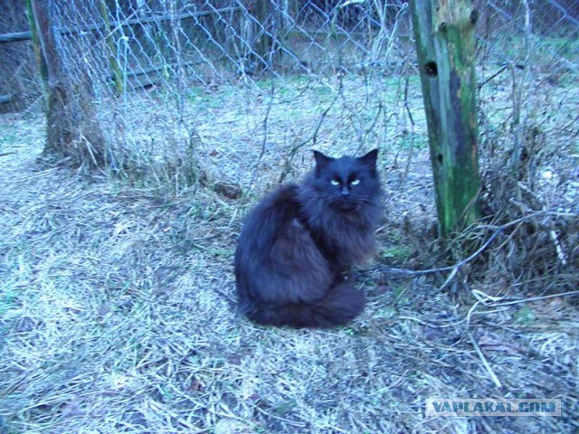 Жизнь домашнего приюта для котеек 435