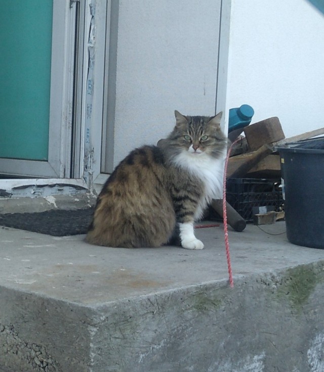 Котовторнику посвящается, подобрашка Маня