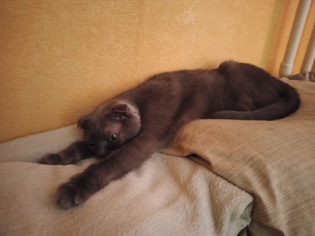 Котовторнику посвящается