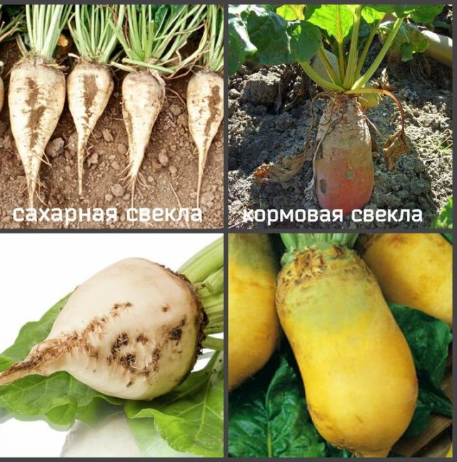 Без муки, но с мукой: зерно с Украины, которым завалена Польша, оказалось техническим
