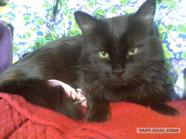 Котовторник 09.04.2013
