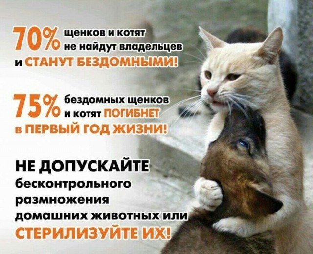 К собакочетвергу, щенята