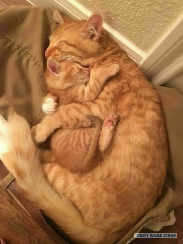 Котовторник Рыжих