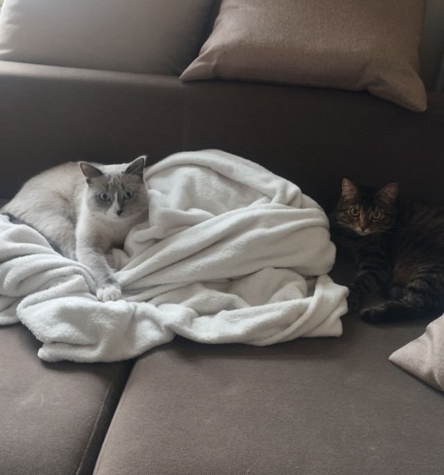 К - Котовторник ☺ Пополнение