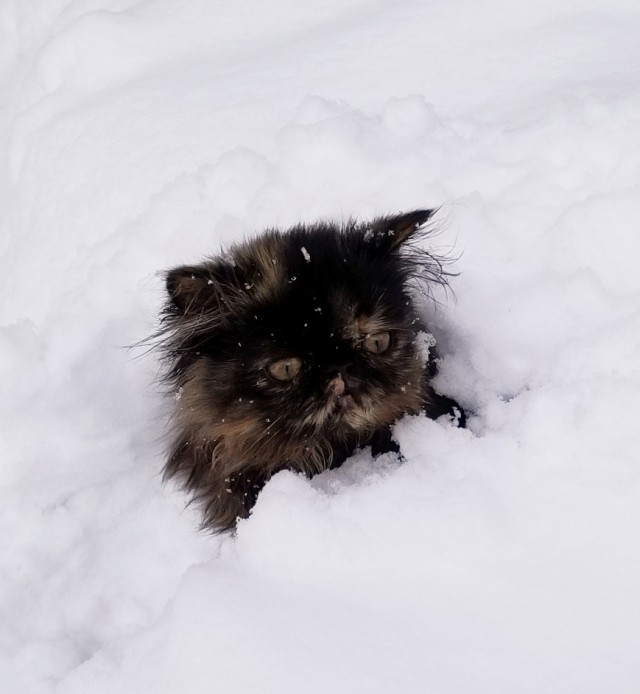Котейка радуется снегу