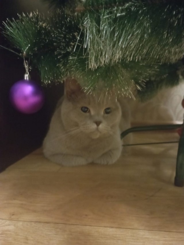 Новогодний кот