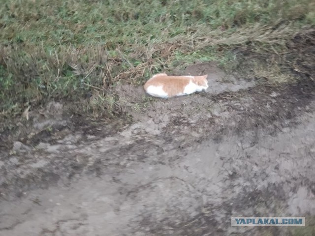 Жизнь домашнего приюта для котеек 476