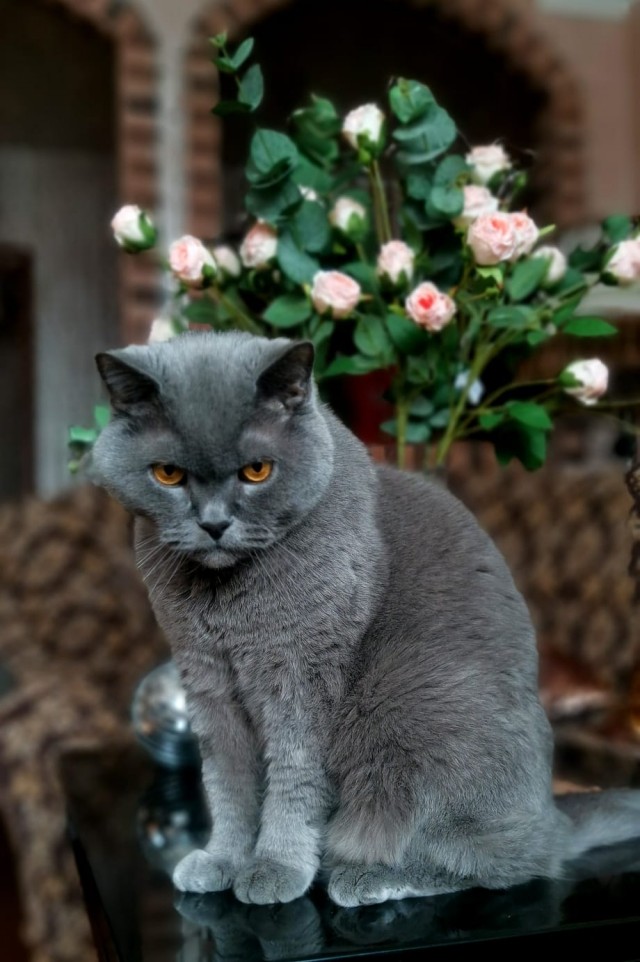 С котовторником ЯПовцы