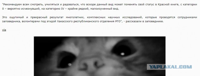 В Хакасии дикий кот решил поближе познакомиться с камерой