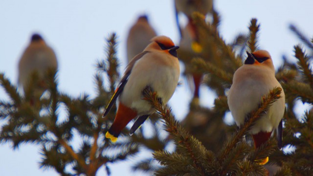 Свиристели, свиристели... пообедать прилетели!