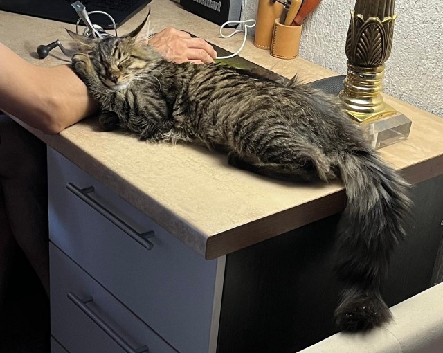 Котовторник!