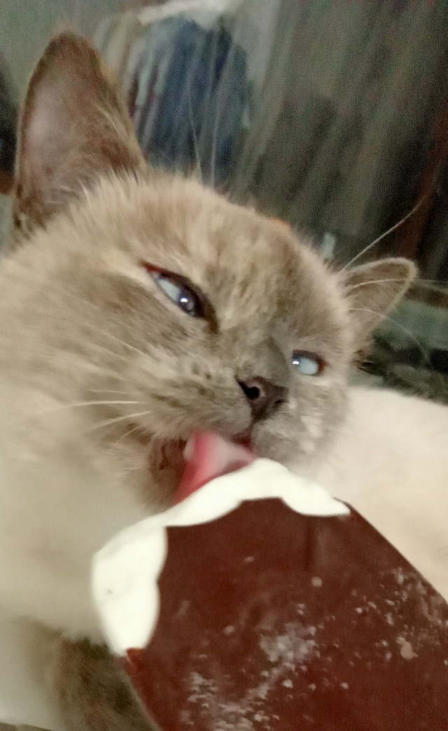 Мы с котом вдвоём