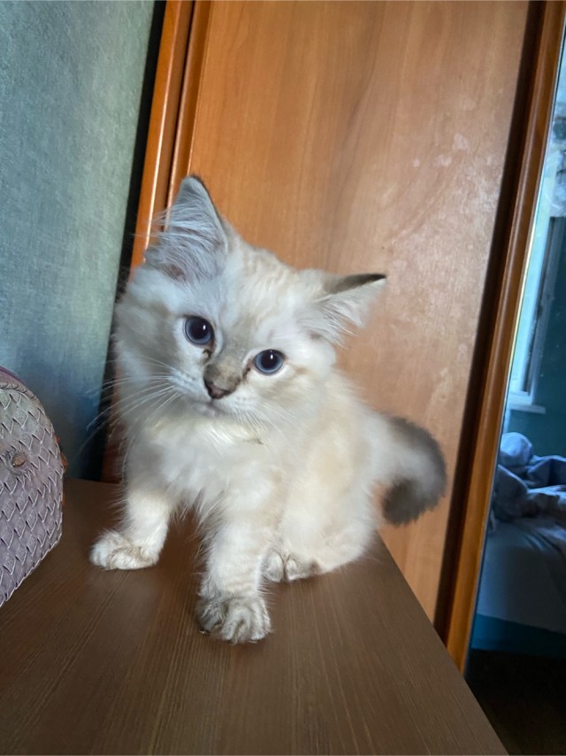 Мой рабовладелец