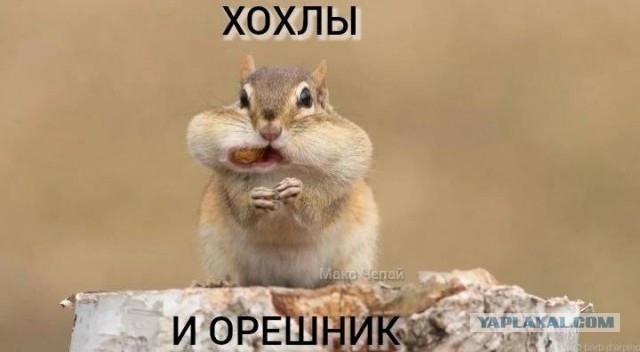 Шторм Шэдоу vs Орешник