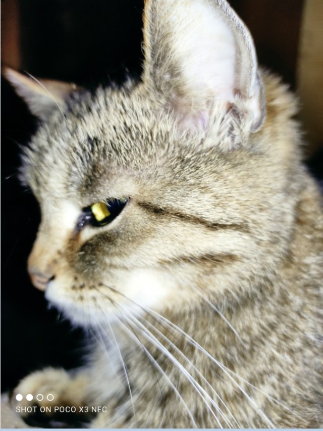 Котовторник продолжается