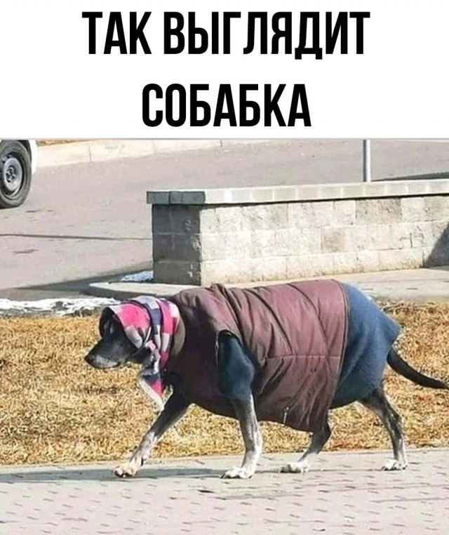 Весёлый полтишок 14.05.25.