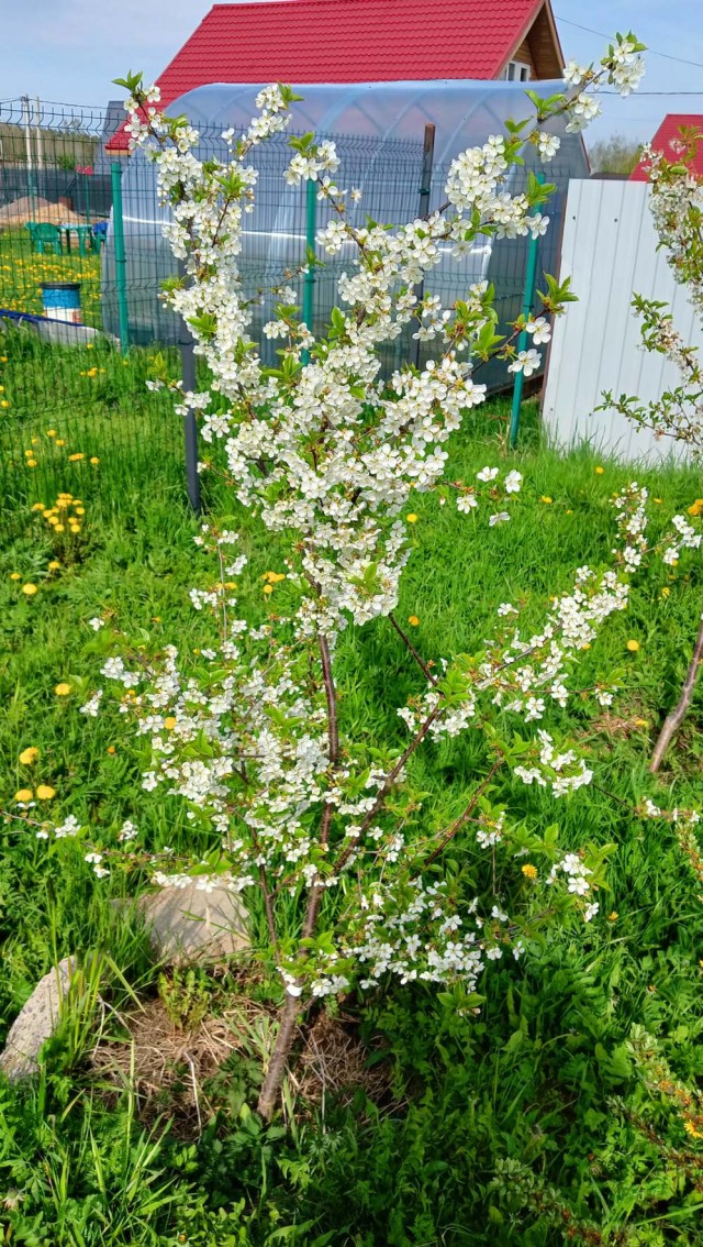 Роза-брюква