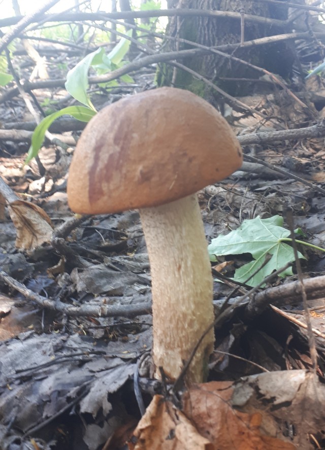 Грибной поход . День второй