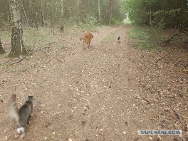 Жизнь домашнего приюта для котеек 559