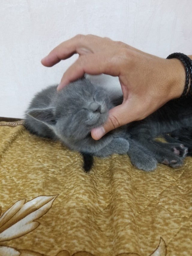 Котовторник