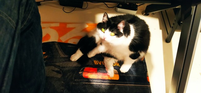Друзья нужна помощь. С котом.