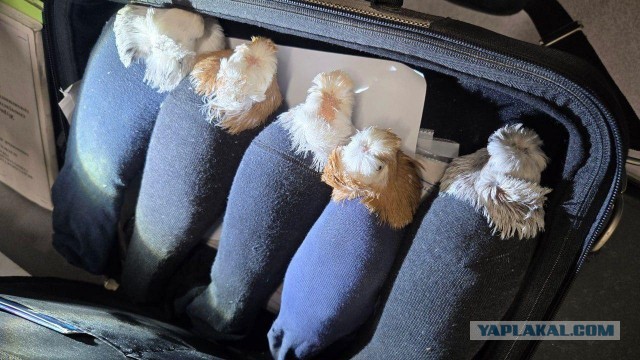 Пять голубей в носках пытались ввезти в Россию
