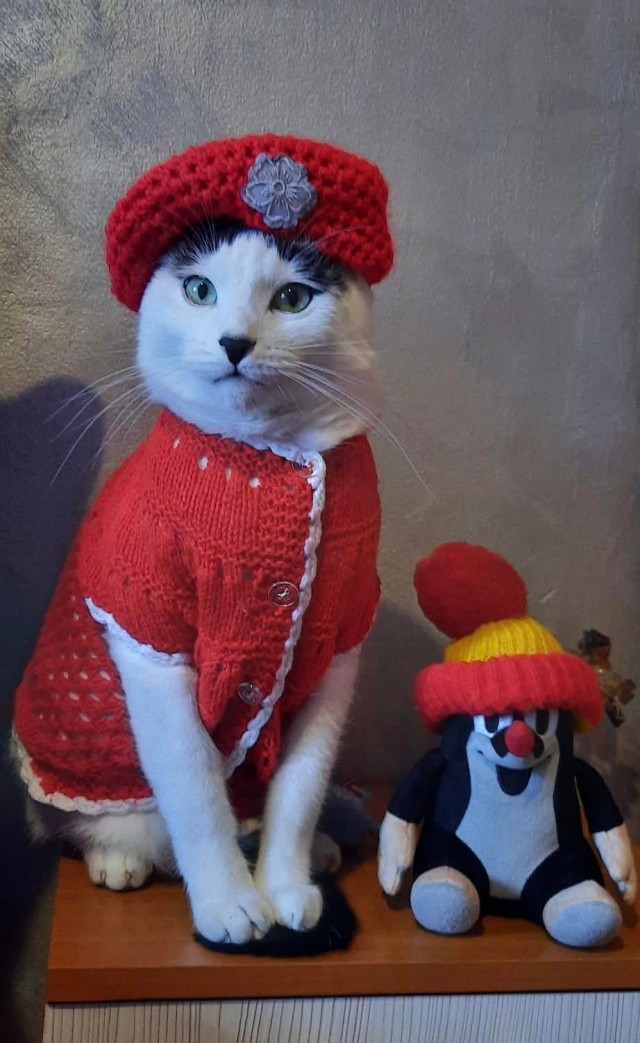 Пожилая женщина каждый день наряжает и фотографирует своего кота