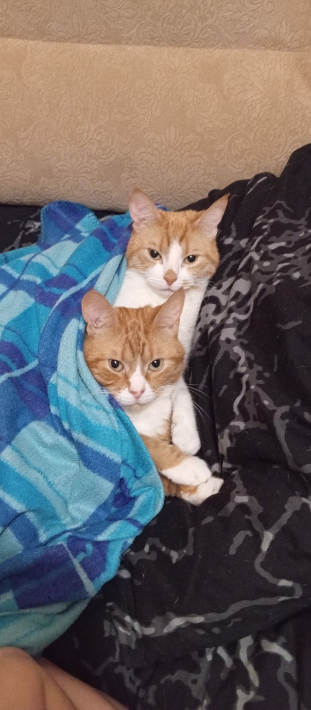 Котовторник же!