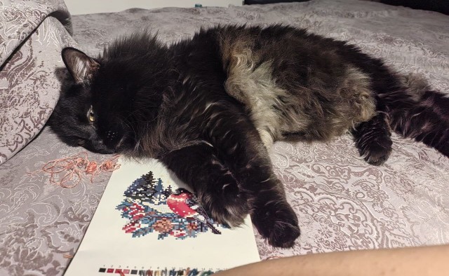 Не успел к котовторнику