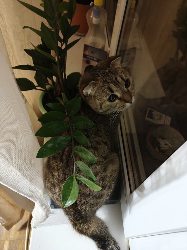Спасение котят, не забугорное