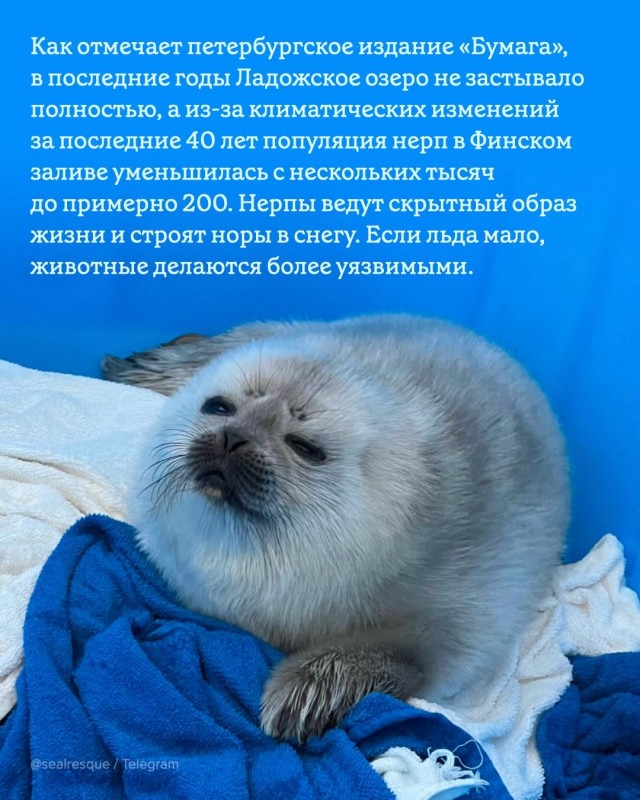 Санкт-Петербург получил мотивацию перетерпеть морозы.