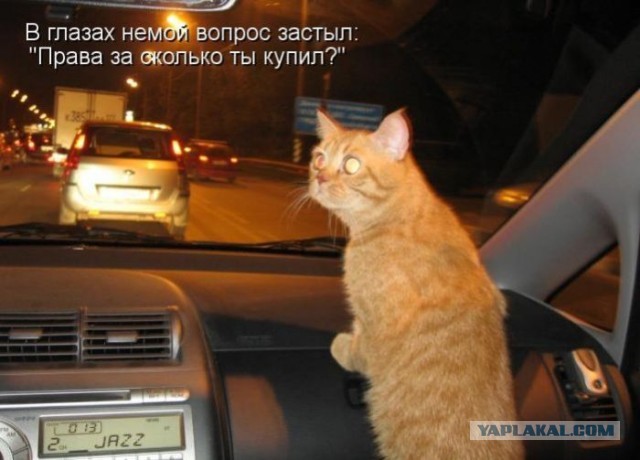 Нервные типы