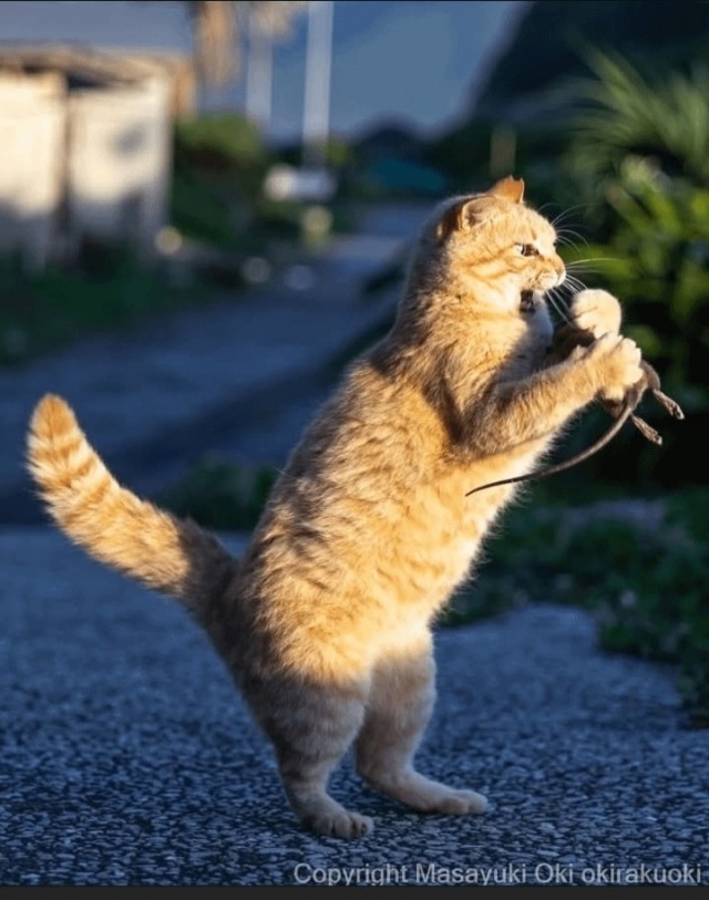 Котиков много не бывает))) отдохните от суетного мира