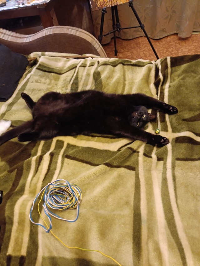 А как спит ваша котейка