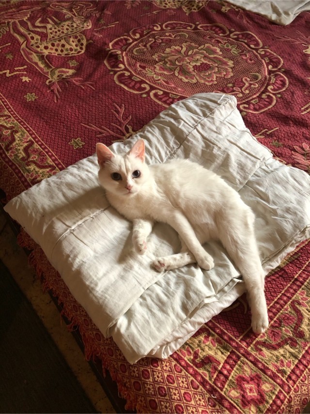 Мужчина нашёл котят на дороге