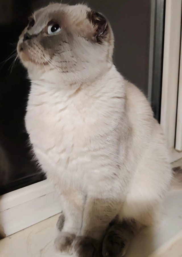 Очередной котовторник