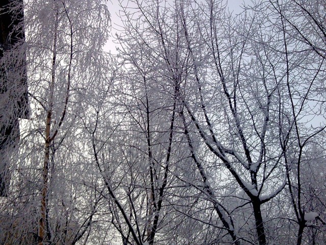 Зима в Питере - красота!