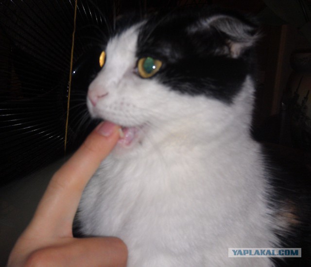 Котовторник  05.11.2013