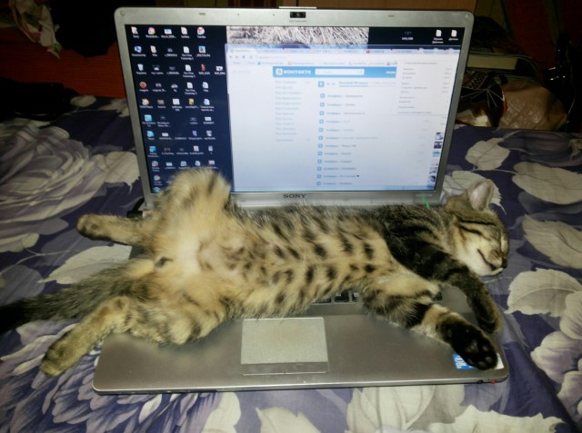 Котовторник  28.01.14