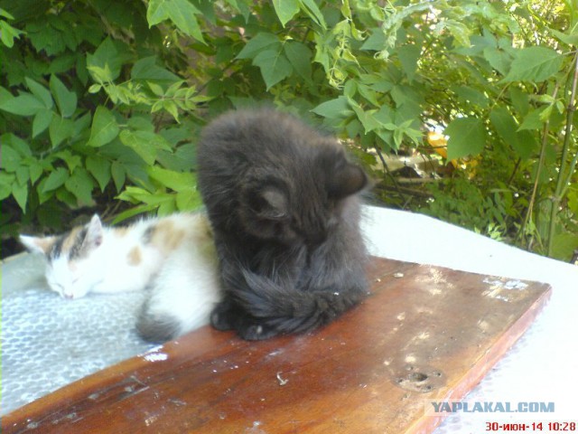 Котовторник 01.07.2014