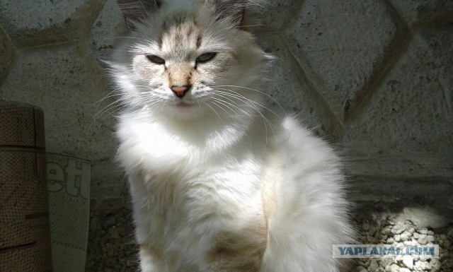 Котовторник 26.08.14.