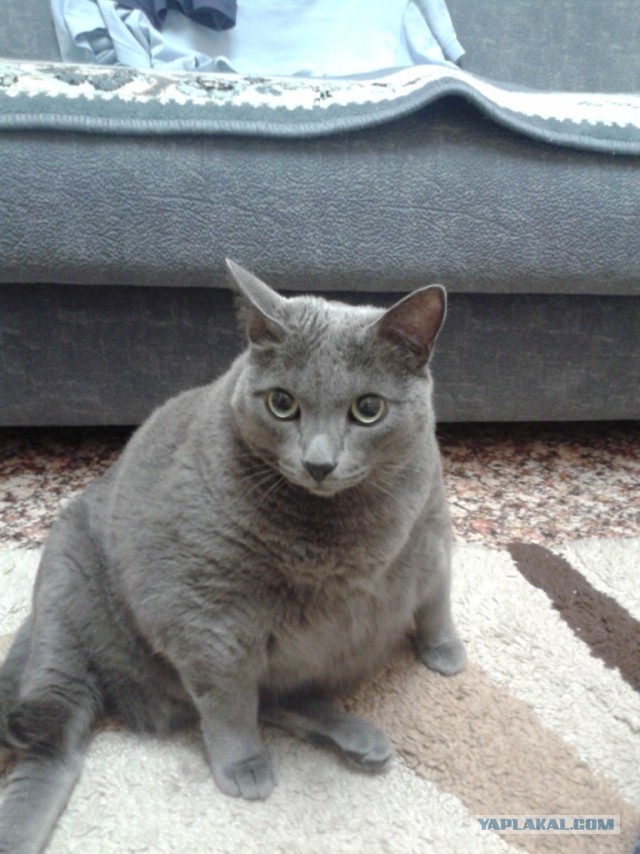 Котовторник 09.09.2014